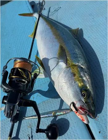 釣行メニュージギング