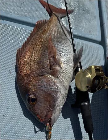 釣行メニュータイラバ