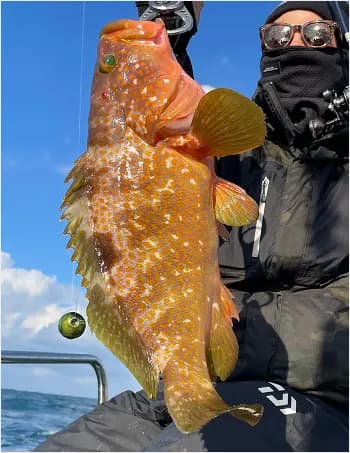 釣行メニュースーパーライトジギング