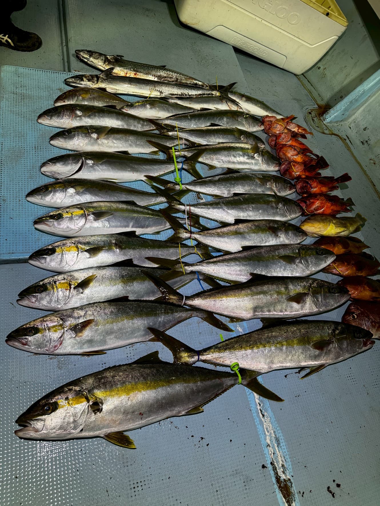 2025年11月16日【ジギング釣果速報】遊漁船ビゴップ!🐟朝イチからダブルヒット!ヒラスが好調の一日